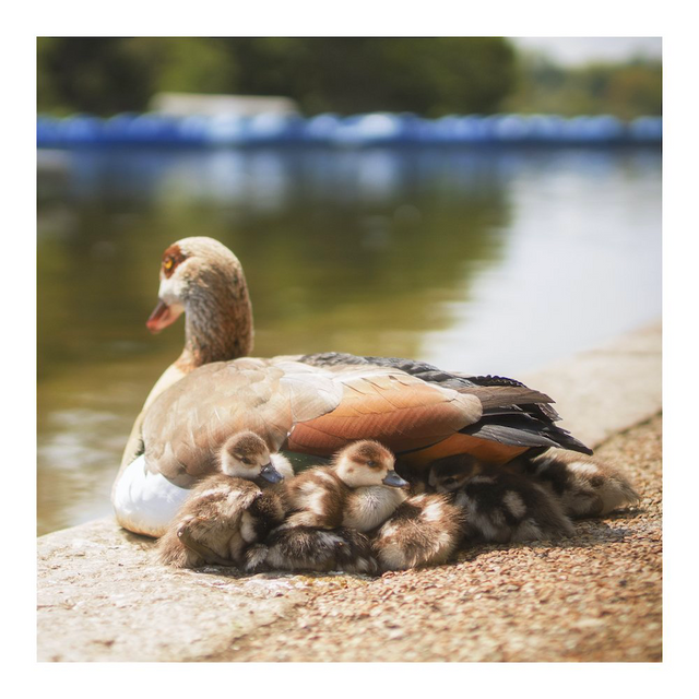A duck resting beside water