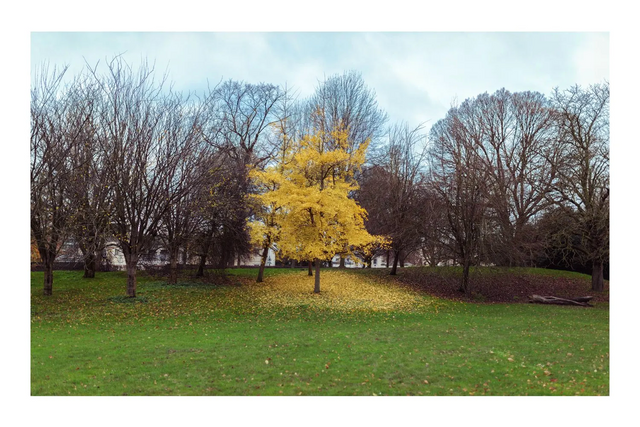 An open lawn under a changing sky
