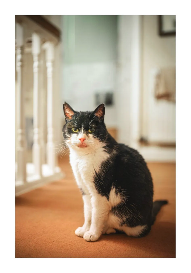 A cat sitting beside a window