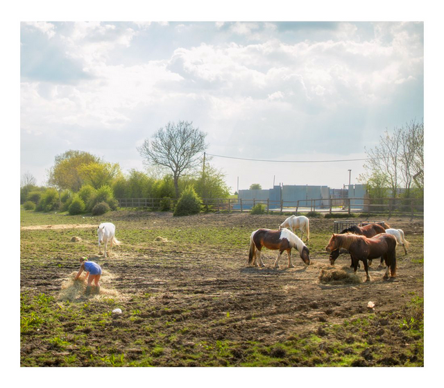 Cattle grazing beneath a wide sky
