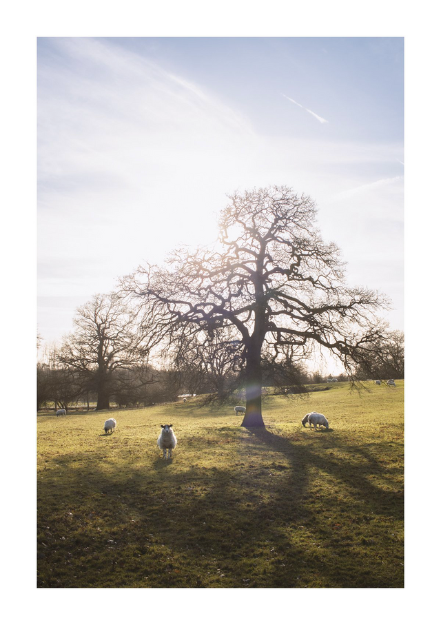 A tree on a quiet hillside