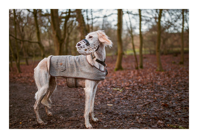 A dog in a wooded park