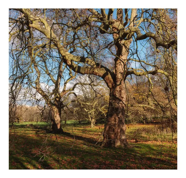 Sunlight through the branches of an old tree