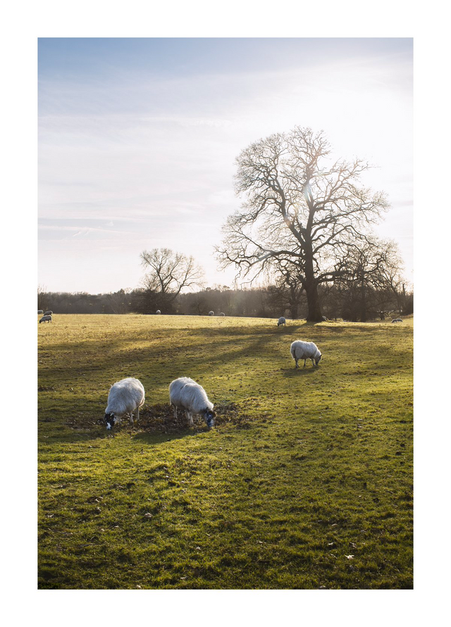 Sheep beneath a tree in warm light