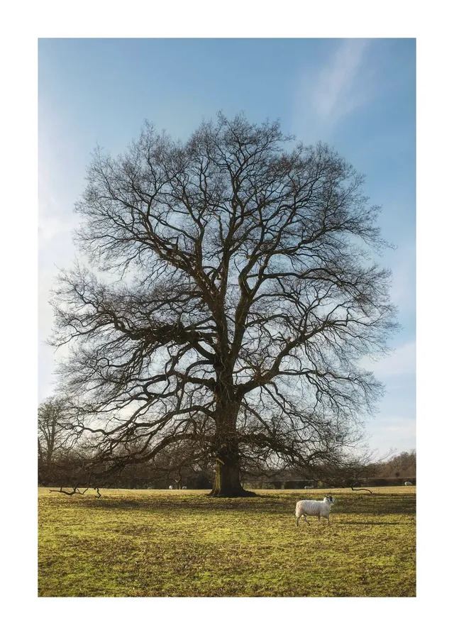A leafless tree in sunlight