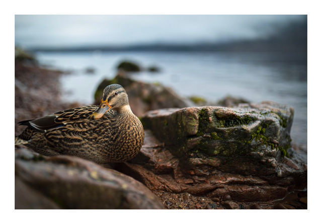 A duck resting on a rocky shore